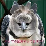 ヒラマサ