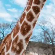 MOKU