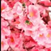 ❤️さくら❤️