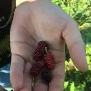 ヒロ