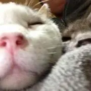 にゃんこ