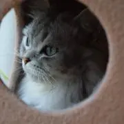 すーの画像