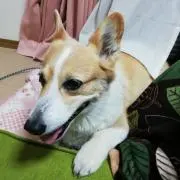 クレマチス