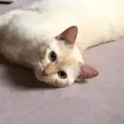 ギンギン