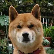 小太郎