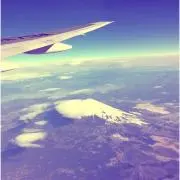 つばきの画像