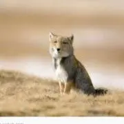 チベットスナギツネ