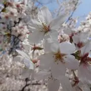オリーブ