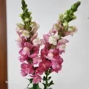 すずちゃんの画像