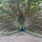 Kの画像