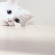 おせんの画像