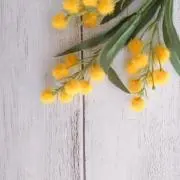 nananaの画像