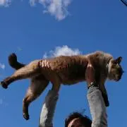 ぎんじの画像