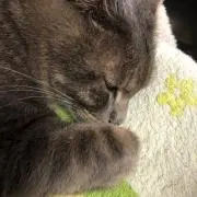 ぷぅちゃんの画像