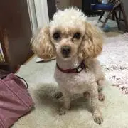 ごまぷるふぁるこ