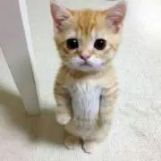 て