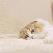 ぴのの画像