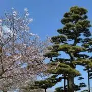 ねっちの画像