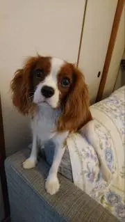 reotrico