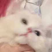 ぬー
