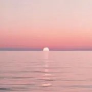 ネココの画像