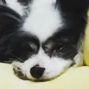 CHI