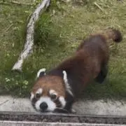 hahaの画像