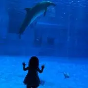 Tomochonの画像