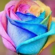 薔薇