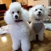 かほの画像
