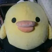 きいろいとりの画像