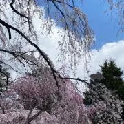 ssraの画像