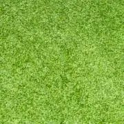 Pの画像