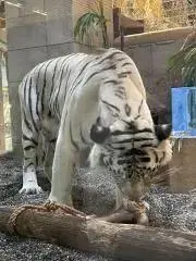 テツトの画像