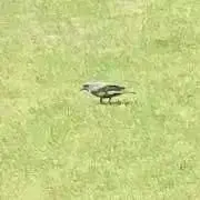 あさの画像