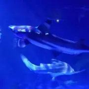 ⭐︎めぇ⭐︎の画像