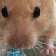 naa@