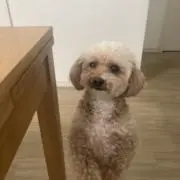 もなちゃんの画像