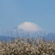 Tettinの画像