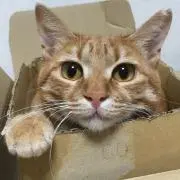 神奈川ベイ・ボアーズ