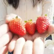 のいちごの画像