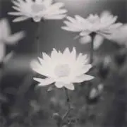 nnn.k