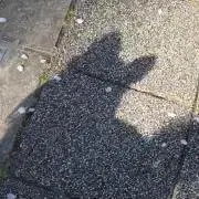 モコの画像