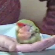 イリヤ