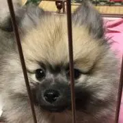 らんまる