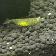 まるぼろ 購入前にコメントお願いします