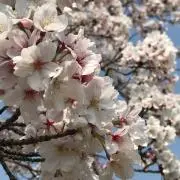ゆゆはんこ。