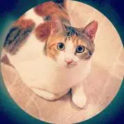 まゆ