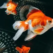 にー