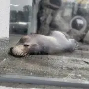 風の画像